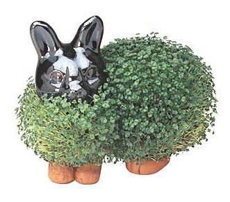 b2ap3_thumbnail_Chia-Pet-Bunny_20130426-201530_1.jpg