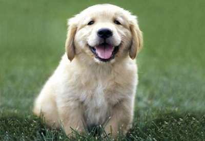 b2ap3_thumbnail_pup.jpg b2ap3_thumbnail_pup.jpg